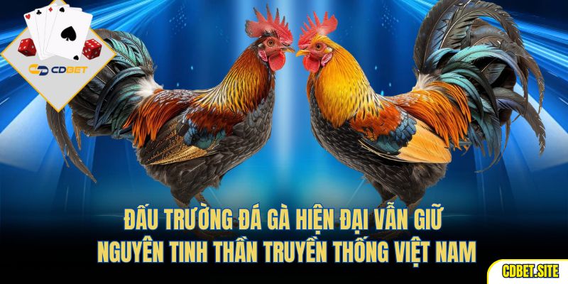 Đấu trường đá gà hiện đại vẫn giữ nguyên tinh thần truyền thống Việt Nam