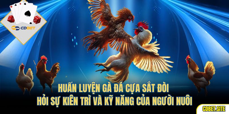Huấn luyện gà đá cựa sắt đòi hỏi sự kiên trì và kỹ năng của người nuôi