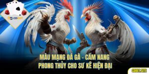 Màu Mạng Đá Gà - Cẩm Nang Phong Thủy Cho Sư Kê Hiện Đại