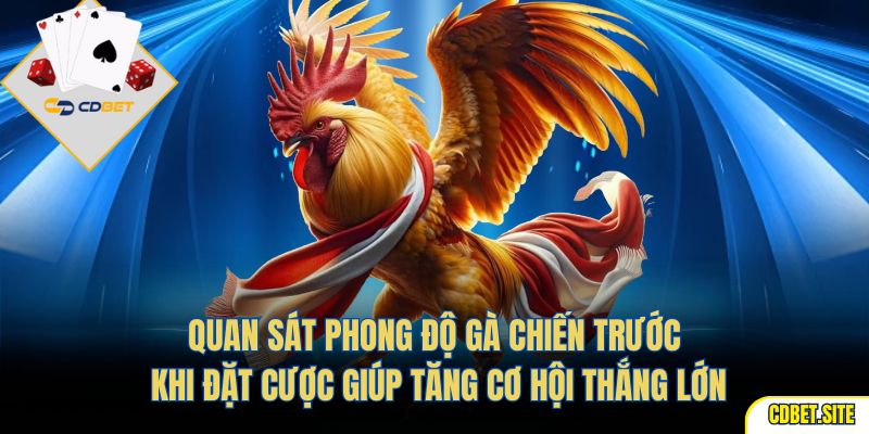 Quan sát phong độ gà chiến trước khi đặt cược giúp tăng cơ hội thắng lớn